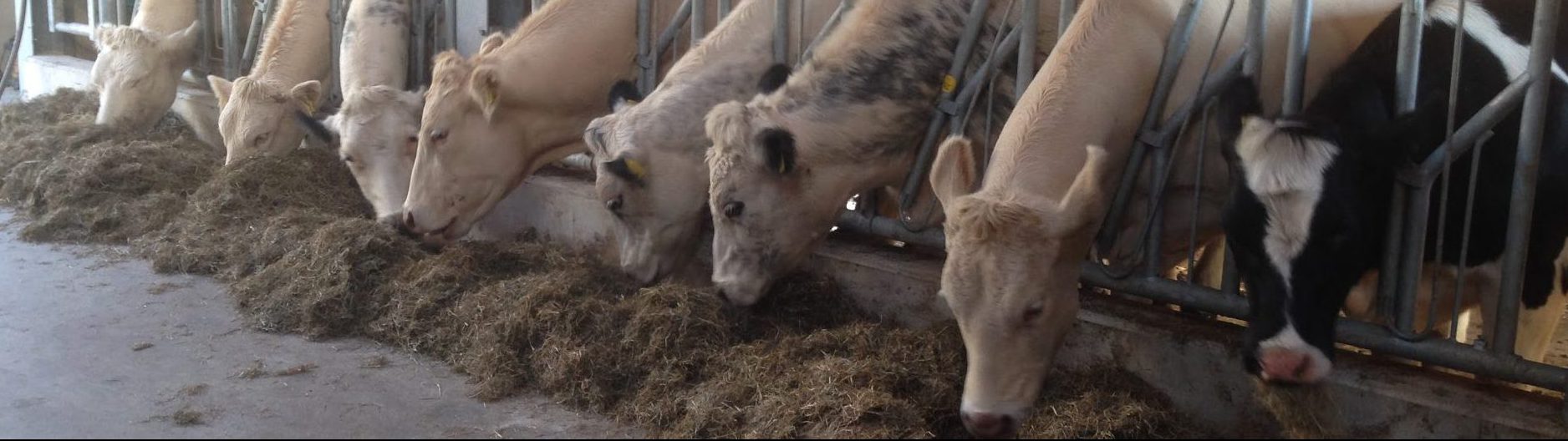 Zorgboerderij de Hoop foto 1